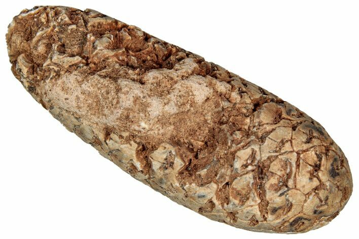 Fossil Cycadophyte Seed Cone - Boujdour, Morocco #349133